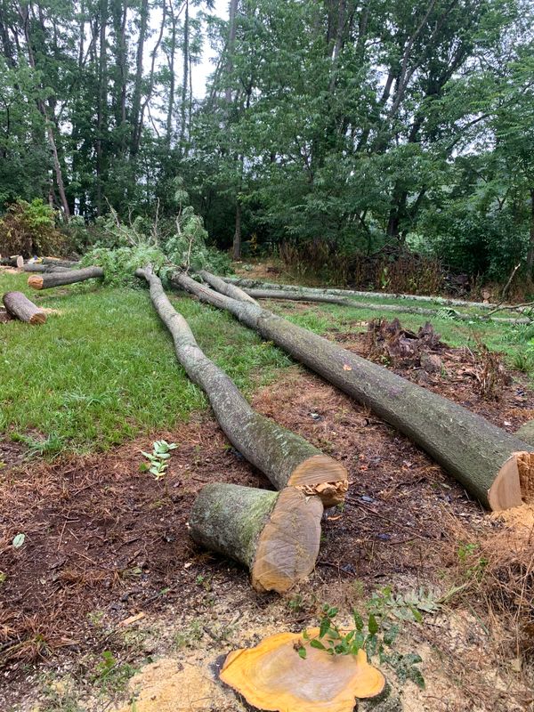 Tree Removal gallery
