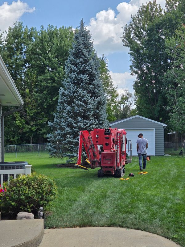 Tree Trimming