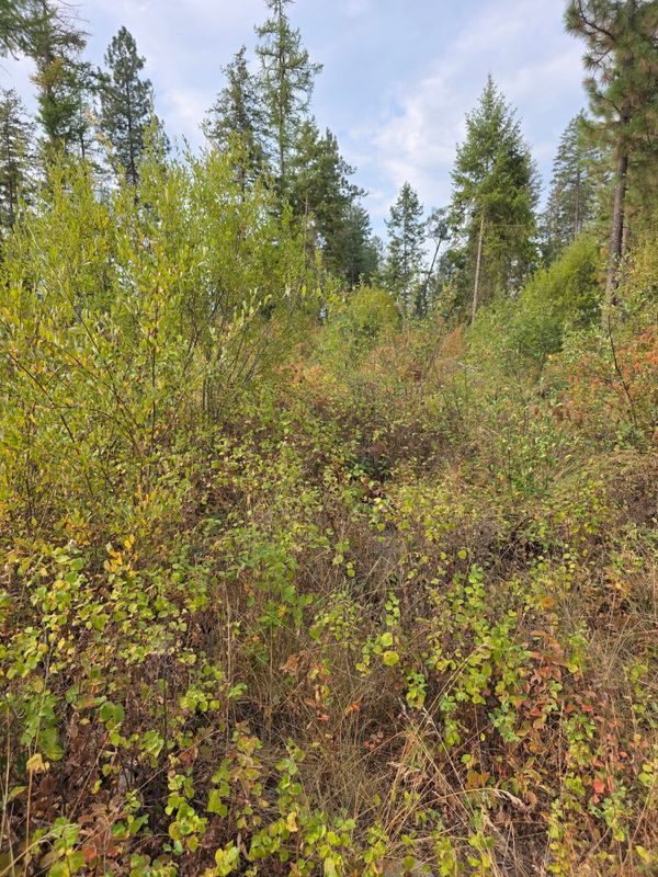 Brush Clearing