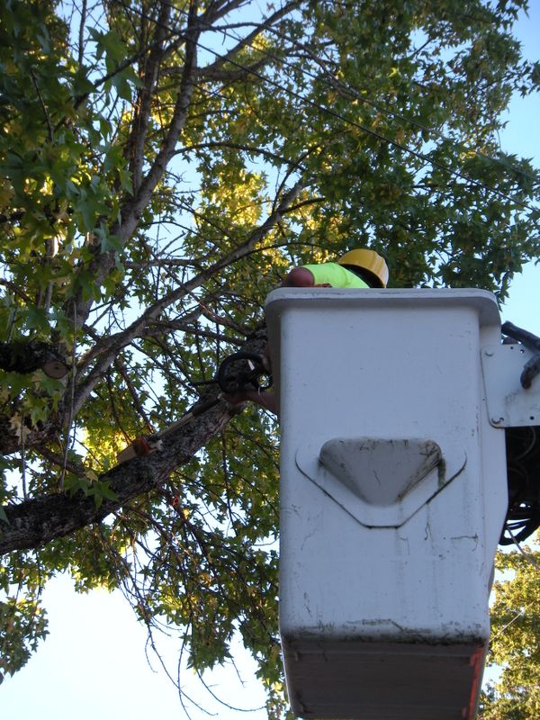 Tree Removals