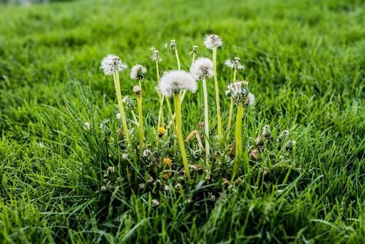 Weed control