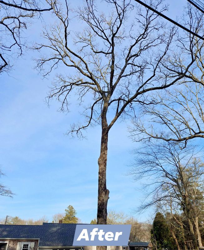 Tree Removal gallery