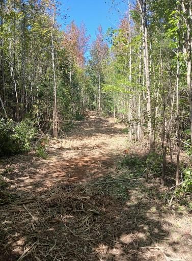 Forestry Mulching