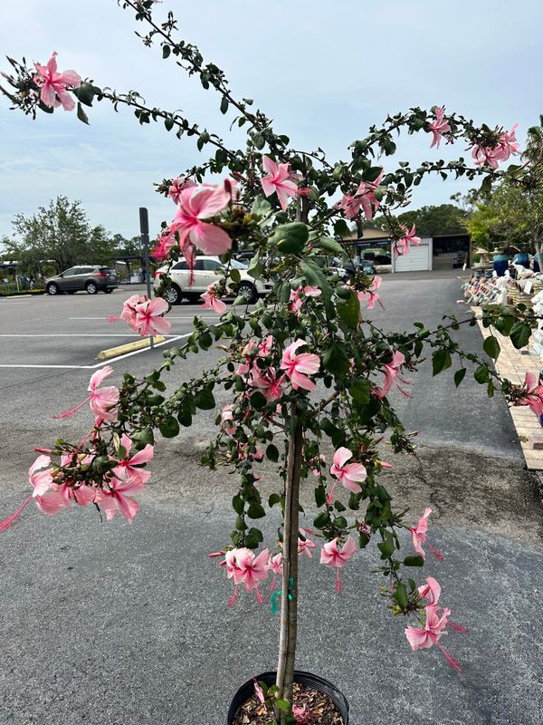 Plant and tree list
