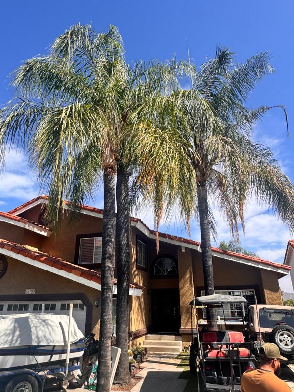 Tree Trimming