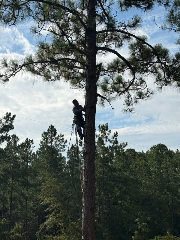 Tree Trimming