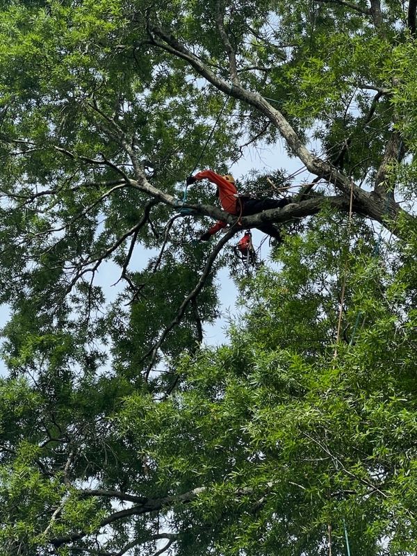 Tree Removal gallery