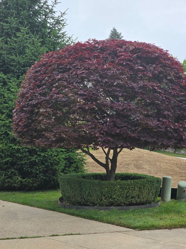 Shrub Trimming