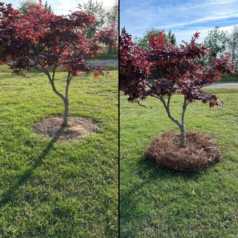 Lawn Maintenance