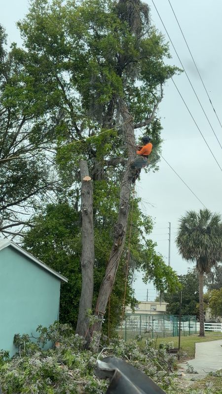 Tree Pruning and Trimming