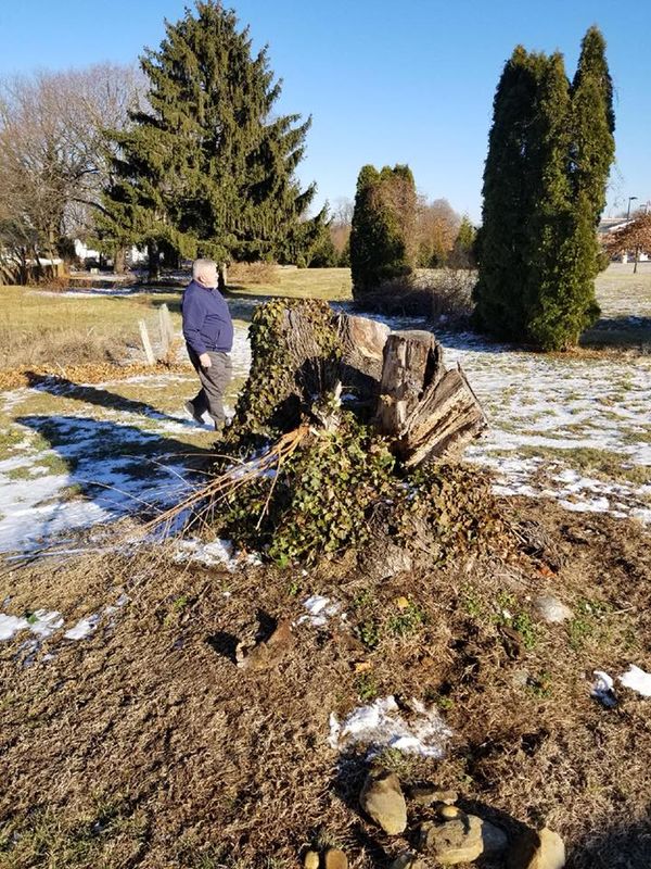 Tree Removal gallery
