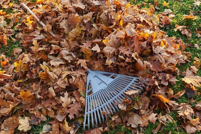 Fall and Spring Clean Up