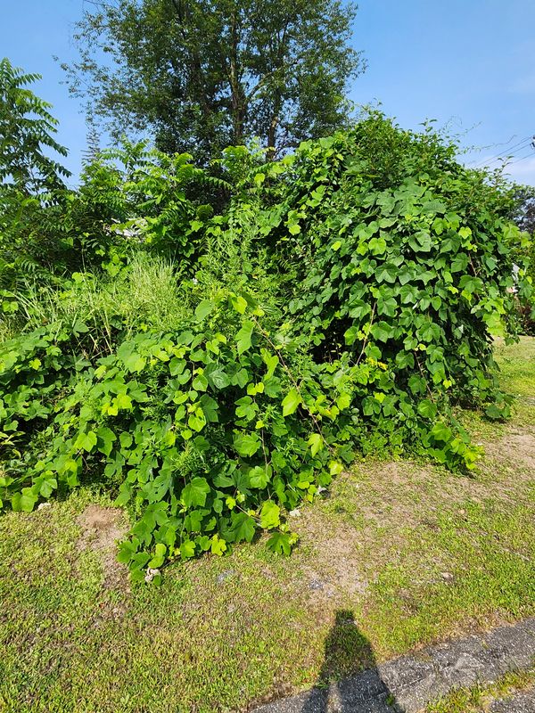 Hedge/Tree/Brush Cutting