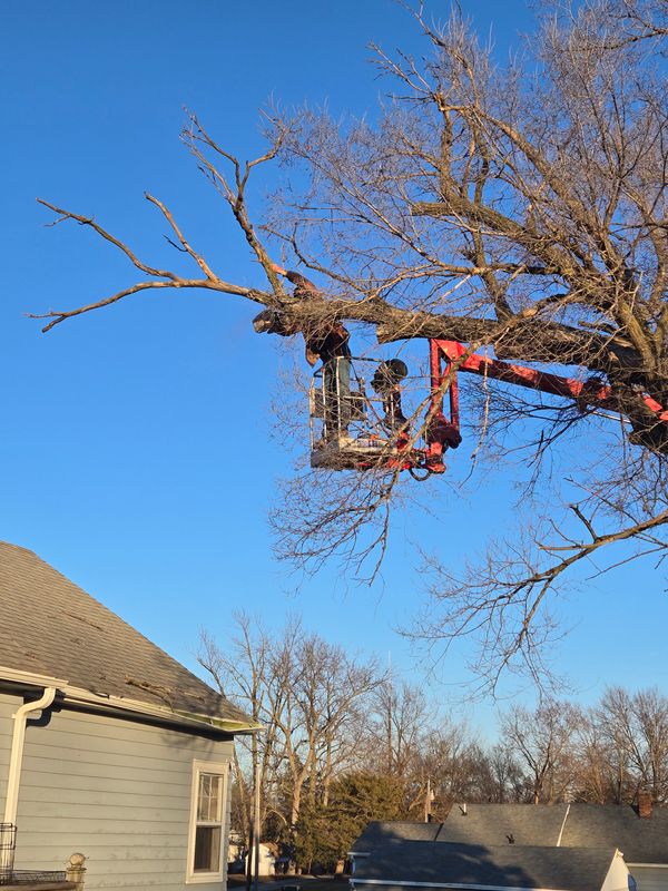Tree Trimming