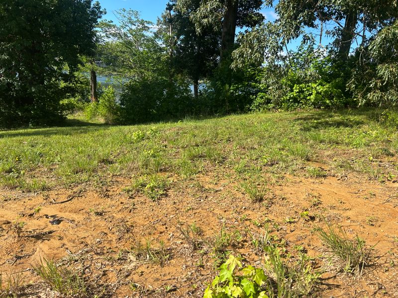 River Bank Clearing  gallery