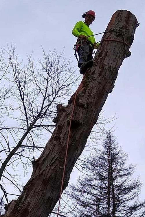Tree Removal gallery