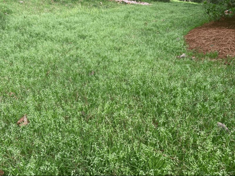Lawn Care