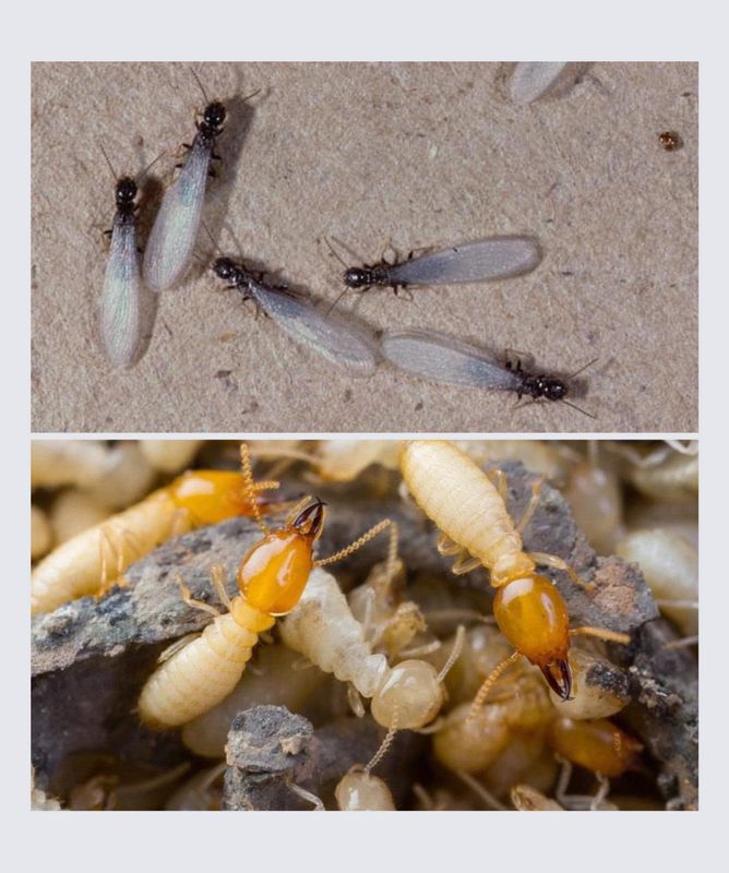 Termite Inspection & Treatment