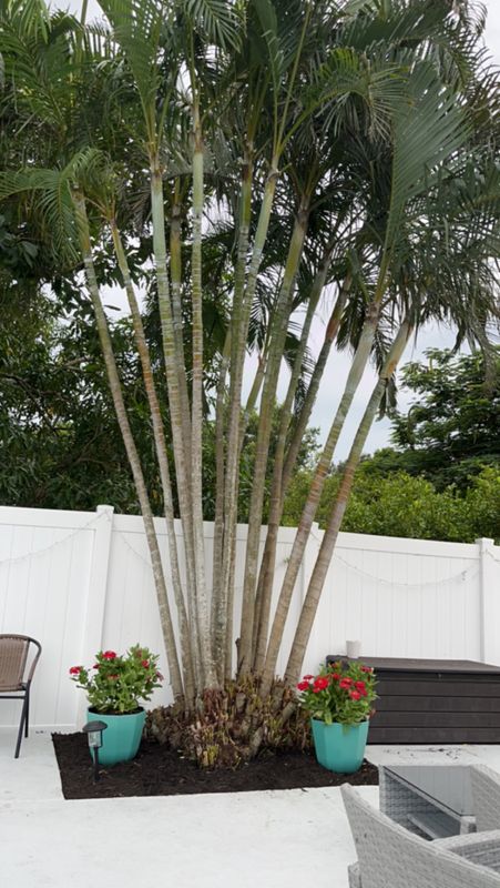Tree Trimming
