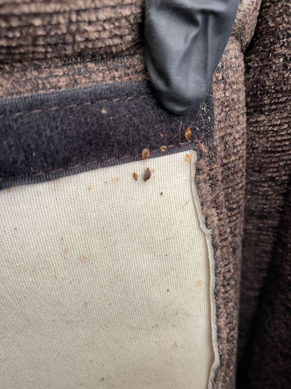Bed Bugs gallery