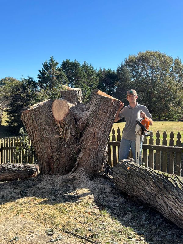 Tree Services