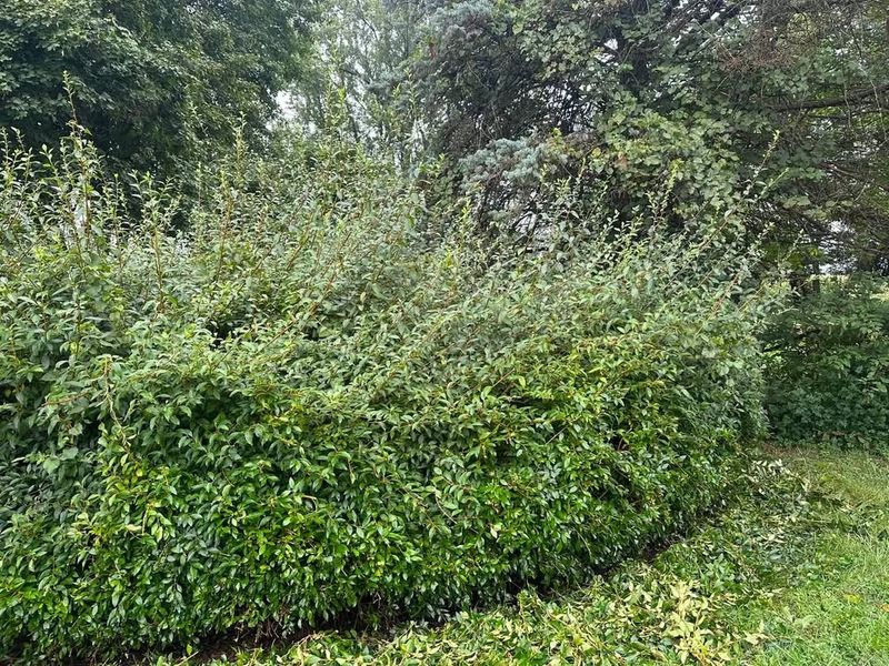 Tree and Shrub Care