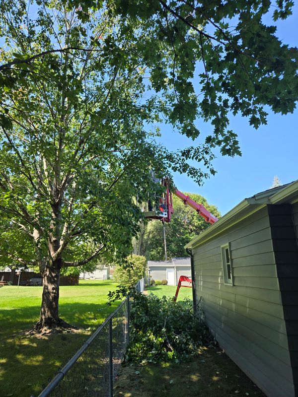 Tree Trimming