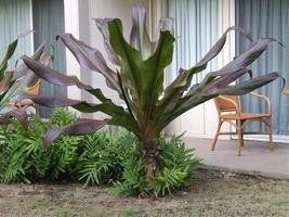 Plant and tree list