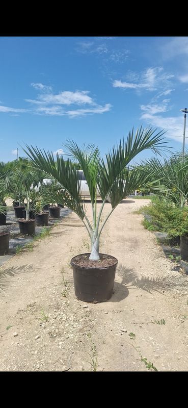 Wholesale plants, palms and trees