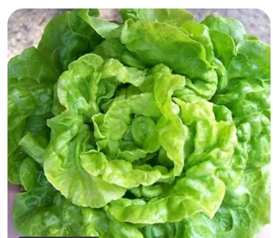 Organic & Seasonal Crops