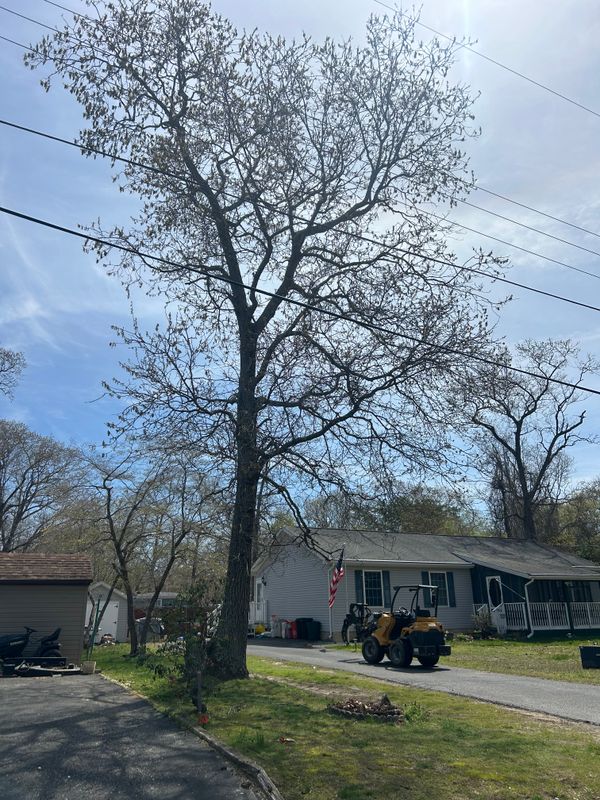 Tree Removal