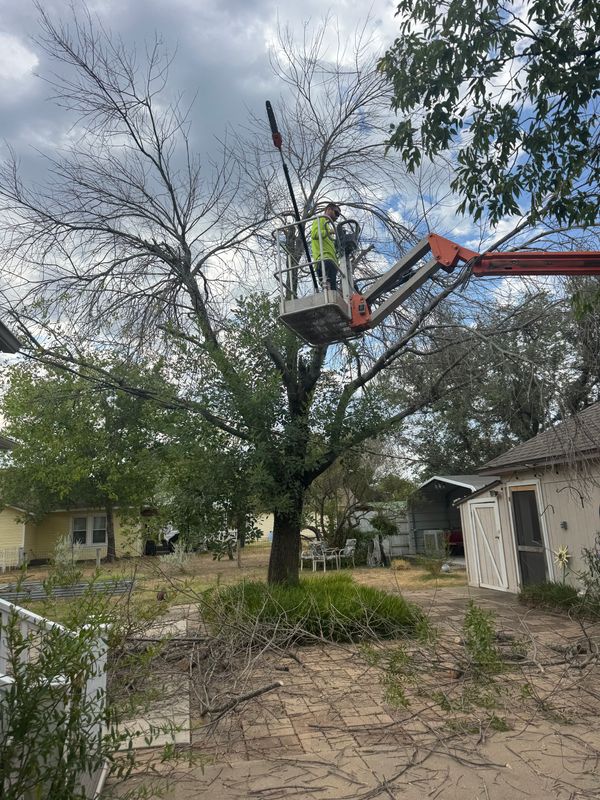 Tree Trimming