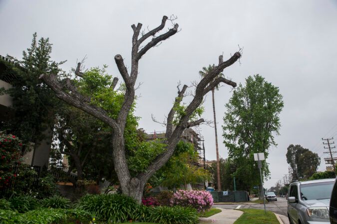 Tree Services