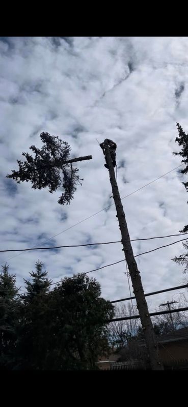 Tree Trimming