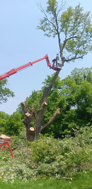 Tree Trimming