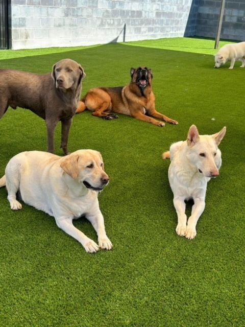 Pet Turf