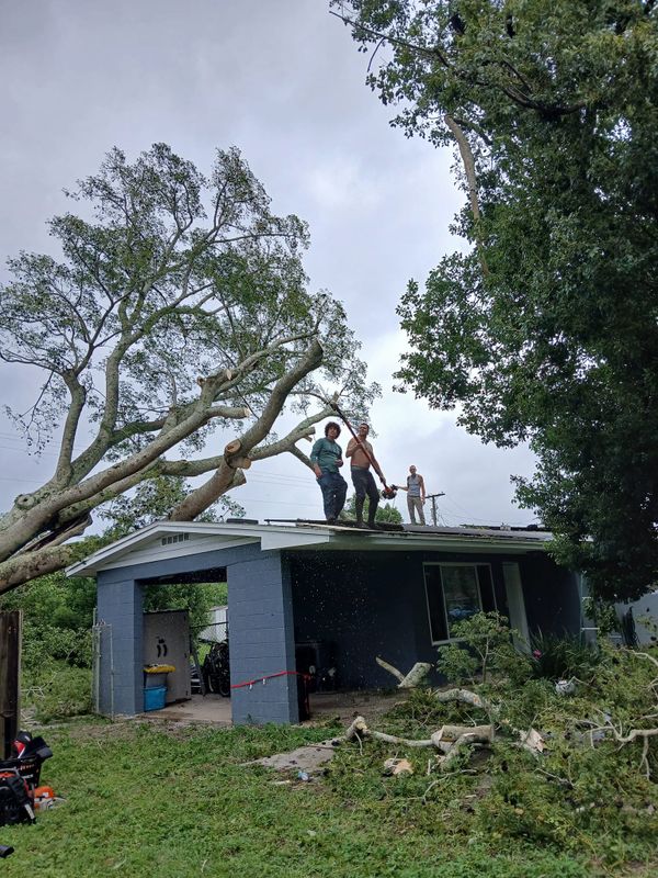 Tree Services