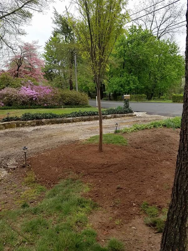Tree Removal
