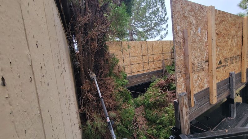 Tree Removal