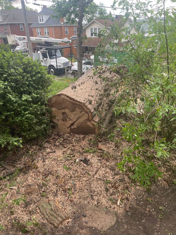 Tree Removal gallery