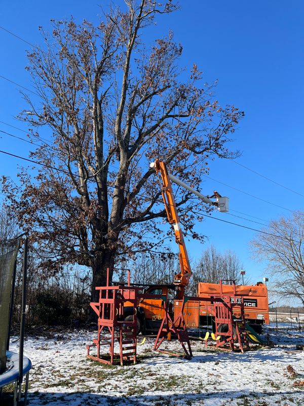 Tree Trimming