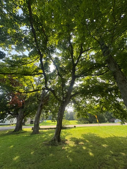 Tree Trimming & Removal