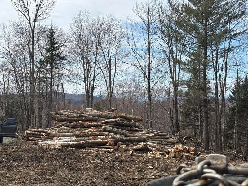 Tree Removal