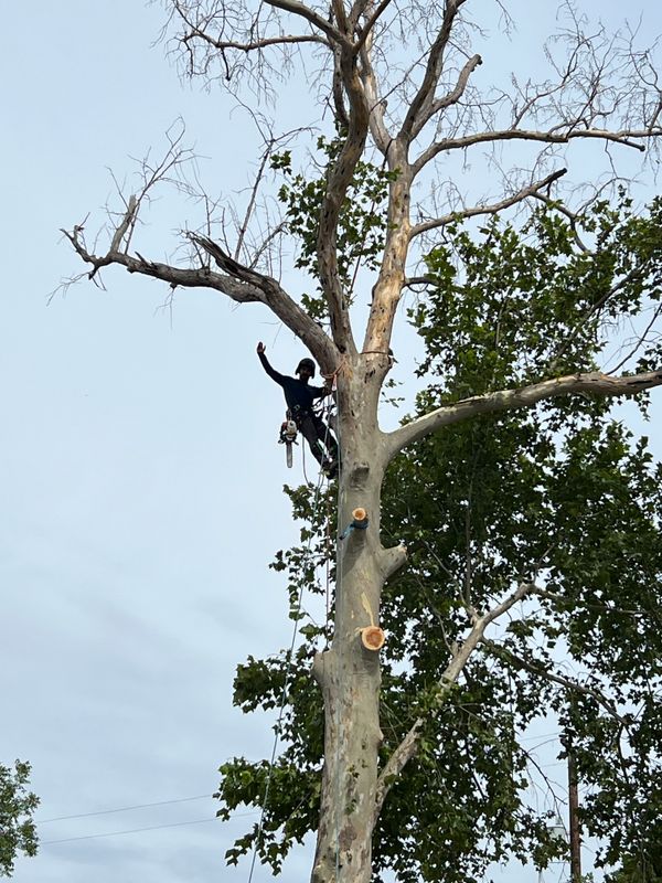 Tree Removal