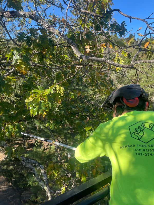 Tree Trimming