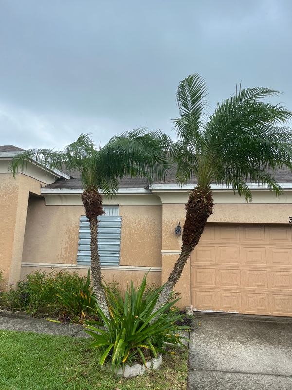 Tree Trimming
