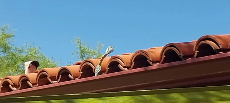 Roof and Gutter Cleaning