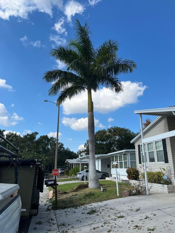 Tree Removal