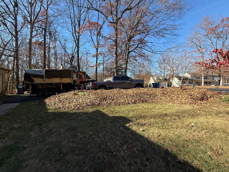 Leaf Removal