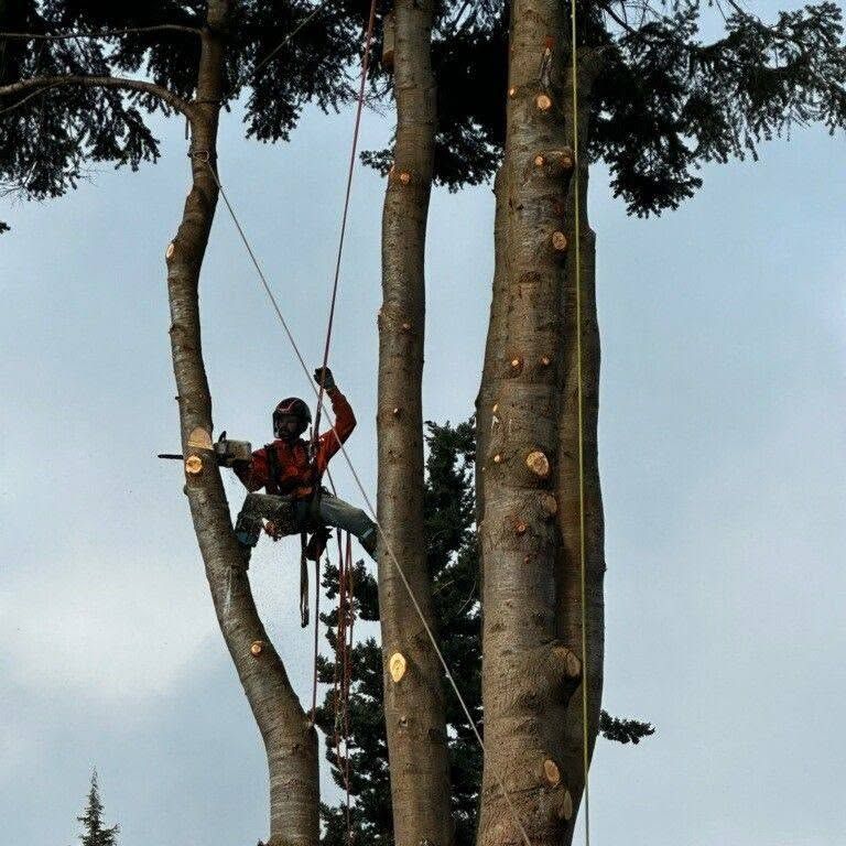Tree Removal